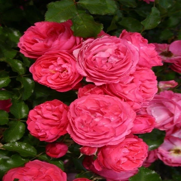 Tüplü Katmerli Moin Moin Yediveren Gül Fidanı ürün görseli