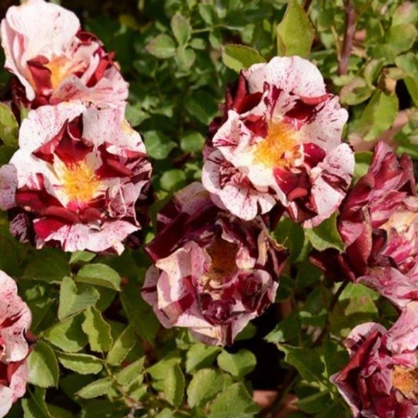 Tüplü Yediveren Çift Renkli Türkiyem 6 Hafif Kokulu Gül Fidanı ürün görseli