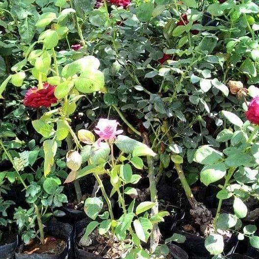 Tüplü Aşılı Zwergenfee 09 Yediveren Gül Fidanı - 2