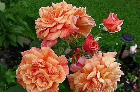 Tüplü Yediveren Kokulu Kayısı Tonlarında Aloha Rose Sarmaşık Gül Fidanı ürün görseli