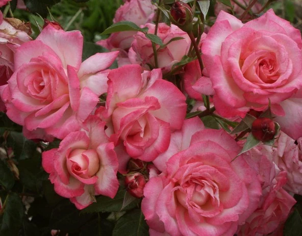 Tüplü Aşılı Yediveren Kokulu Pembe Beyaz Harlekin Sarmaşık Gül Fidanı ürün görseli