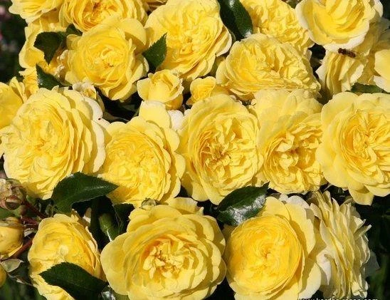 Tüplü Aşılı Yediveren Kokulu Sarı Katmerli Solero Gül Fidanı ürün görseli