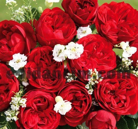 Tüplü Aşılı Out Of Rosenheim Yediveren Gül Fidanı ürün görseli 1