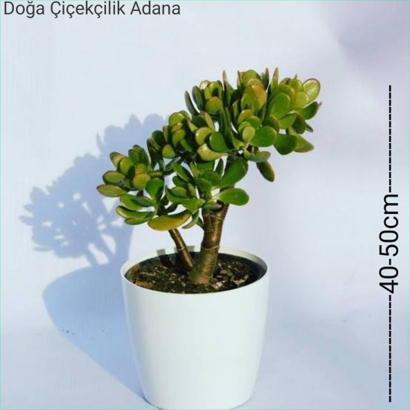 Para Ağacı Bereket, İyi Şans ve Para Çiçeği Crassula Ovata 0102
