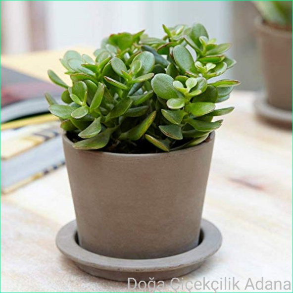 Para Ağacı Bereket, İyi Şans ve Para Çiçeği Crassula Ovata