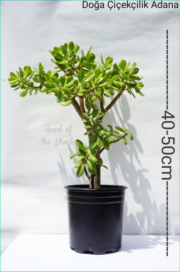 Para Ağacı Para Çiçeği Crassula Ovata