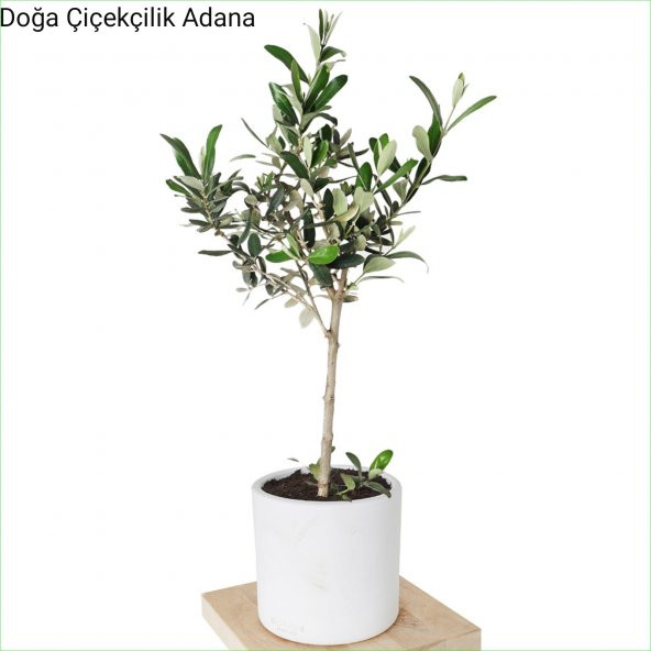 Dekoratif Saksılı Bonsai Zeytin Ağacı