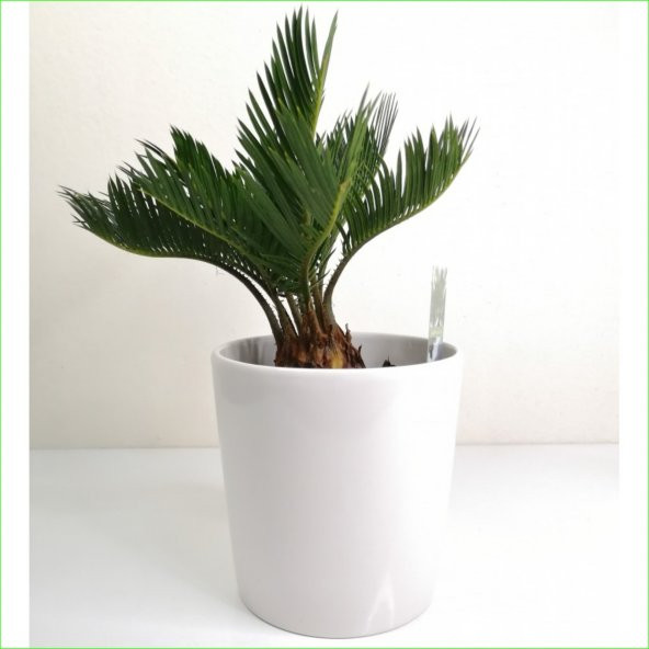 SİKAS - Cycas Revoluta -Japon sago palmiyesi (15 cm Ağız Çaplı Seramik Saksılı)