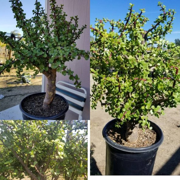 Bonsai Para Ağacı Portulacaria Afra Yeşim Ağacı