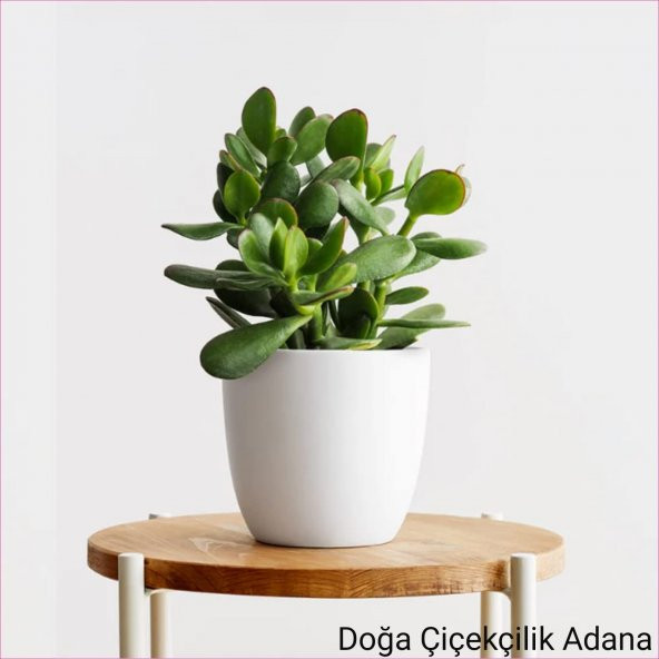 Para Çiçeği Bereket Ağacı Crassula Ovata - 1