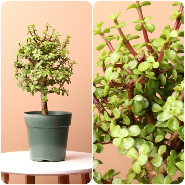 Şans ve Para Ağacı Portulacaria Afra