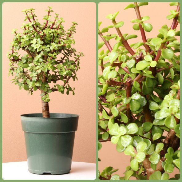 Şans ve Para Ağacı Portulacaria Afra