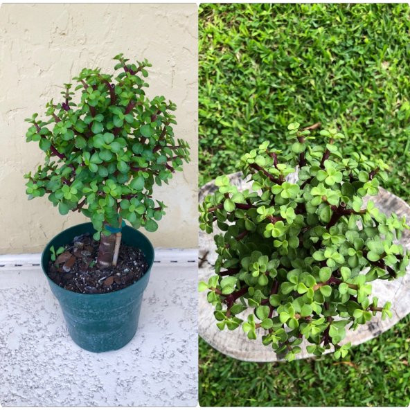 Bonsai Para Ağacı Afra Portulacaria