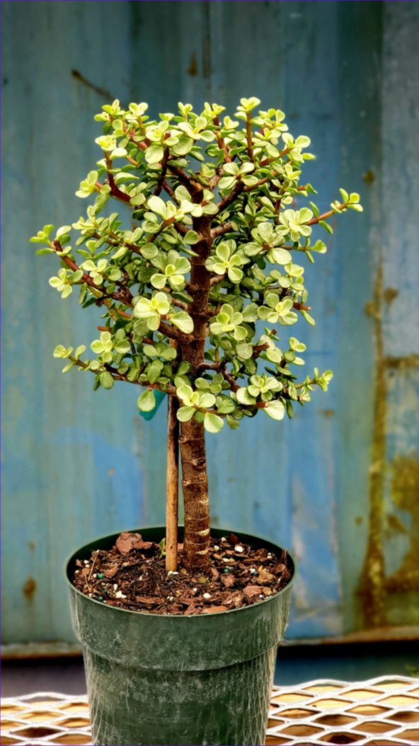 Bonsai Para Ağacı Afra Portulacaria