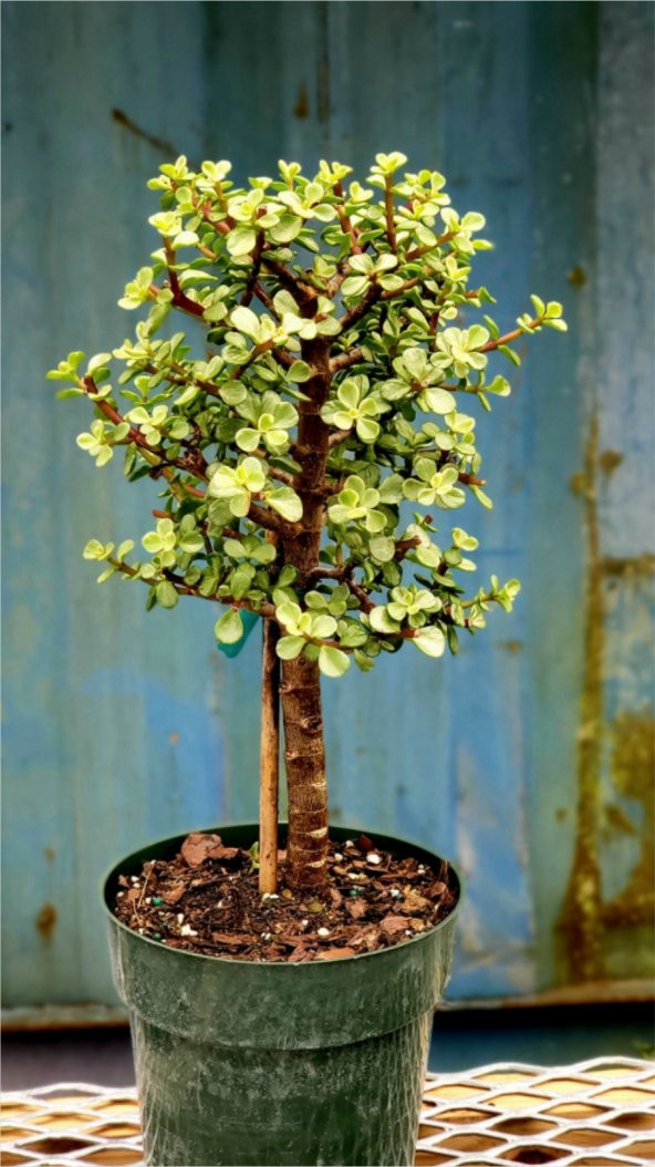 Bonsai Para Ağacı Afra Portulacaria