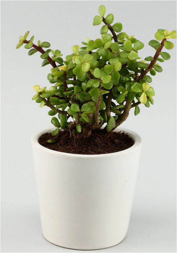 Portulacaria Afra Para Ağacı Fil Azlığı