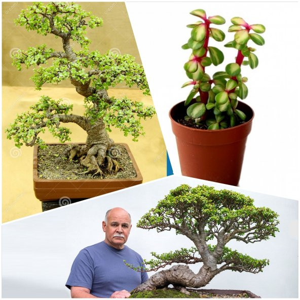 Bonsai Ağacı Fidesi Afra Yeşim 5.5  828eooror