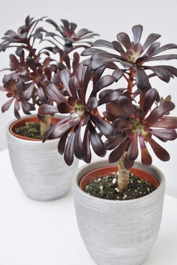 Tree Aeonium Radyasyon Emici İrlanda Gülü