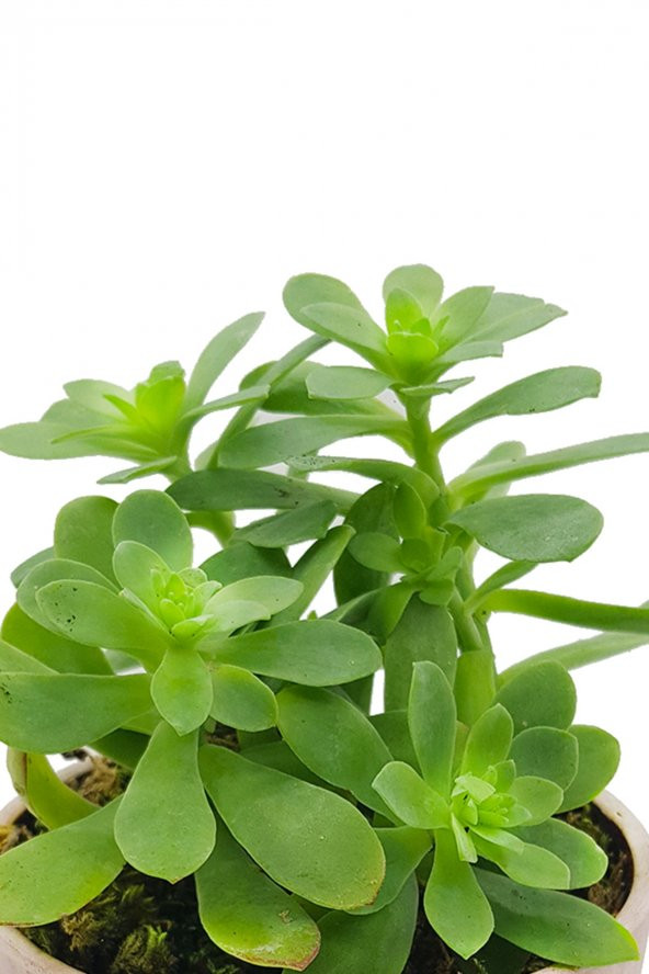 Antik Seramik Saksıda Sedum Palmeri - 2