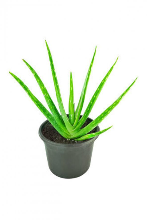 Ecoplant Aloe Vera