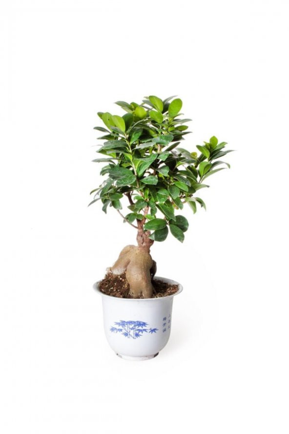 Ficus Ginseng Bonsai - Adam Ağaç - Ev Ofis Salon Iç Mekan Bitkisi - Ø:17 Cm - H:40 Cm - 1
