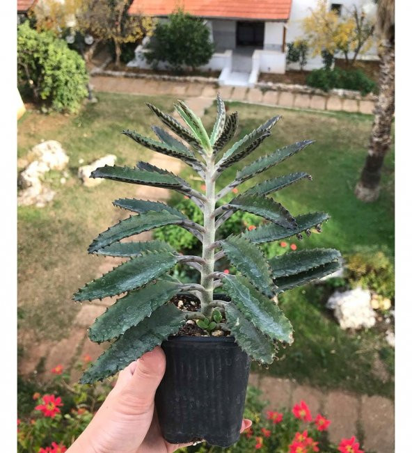 Muhteşem Çiçekli Aşkın Gözyaşı - 2