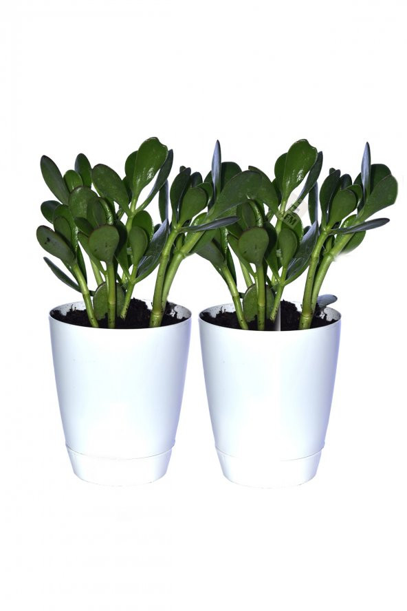 2 Adet Saksılı Para Ağacı Çiçeği Crassula Ovata Fidanı Dolgun 25-30cm