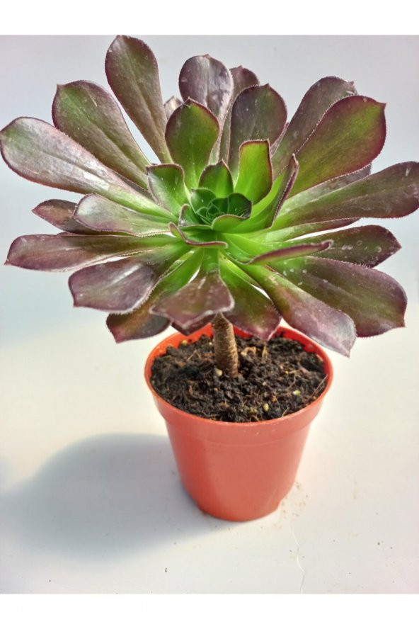 Aeonium Arboreum