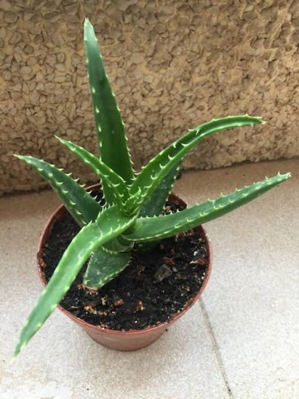 Aloe Alboriscens