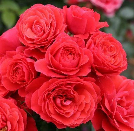 Tüplü Aşılı Cherry Girl Kırmızı Kokulu Yediveren Gül Fidanı ürün görseli