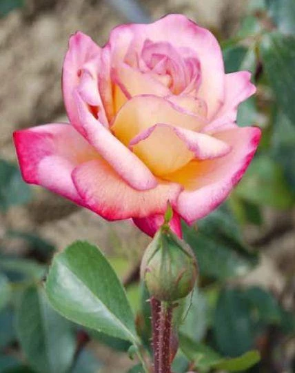 Tüplü Aşılı Pembe Beyaz Liberty Bell Yediveren Kokulu Gül Fidanı ürün görseli