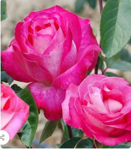 Tüplü Aşılı Rose Dot Pembe Beyaz Yediveren Kokulu Gül Fidanı ürün görseli