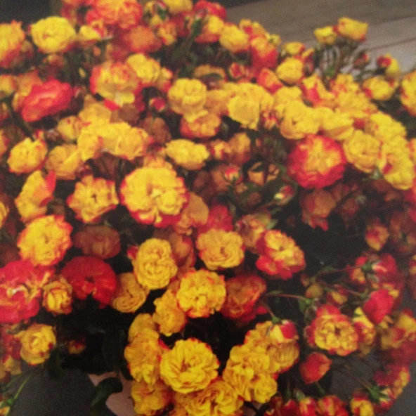 Tüplü Aşılı Orkan Yediveren Sarı Turuncu Gül Fidanı ürün görseli