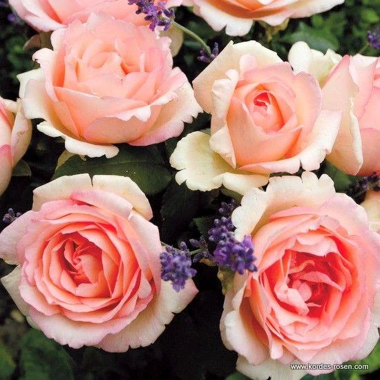 Tüplü Aşılı Souvenir De Baden Krem Pembesi Yediveren Gül Fidanı ürün görseli 1