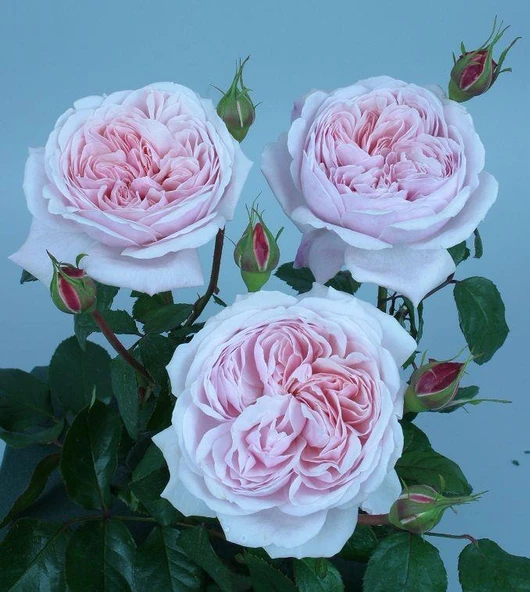 Tüplü Aşılı Sweet Antike Yediveren Gül Fidanı ürün görseli