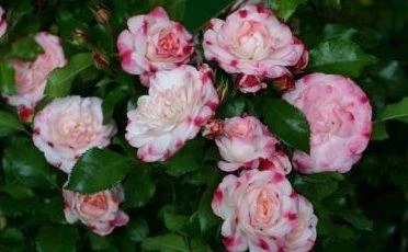 Tüplü Aşılı Rosenstadt Freising Pembe Beyaz Yediveren Gül Fidanı ürün görseli