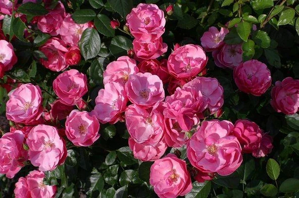 Tüplü Aşılı Yediveren Pembe Renkli Angele Gül Fidanı ürün görseli