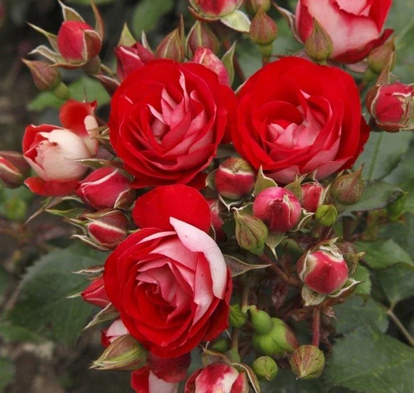 Tüplü Yediveren Rosige Landdrostei Yediven Gül Fidanı ürün görseli