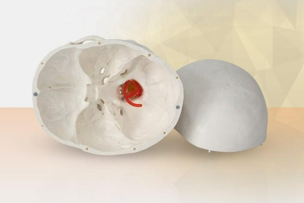 Omurga Kafa Maketi Modeli 20 - 3