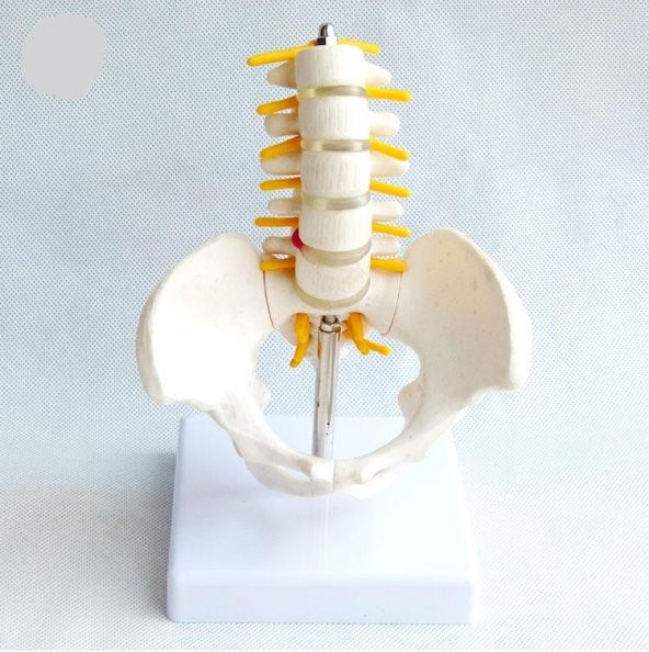 Omurga Pelvis Maketi Model 25 - 2