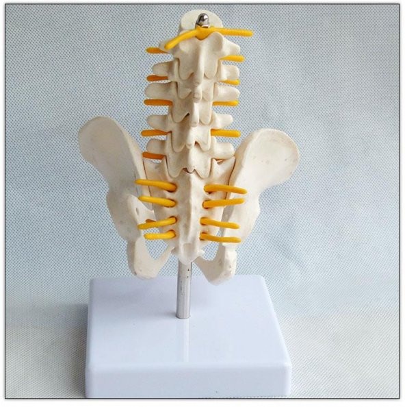 Omurga Pelvis Maketi Model 25 - 3