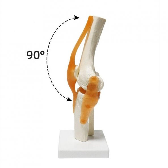 Omurga Diz Maketi Model 27 - 2