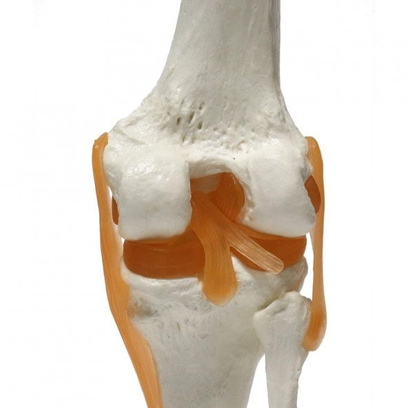 Omurga Diz Maketi Model 27 - 3