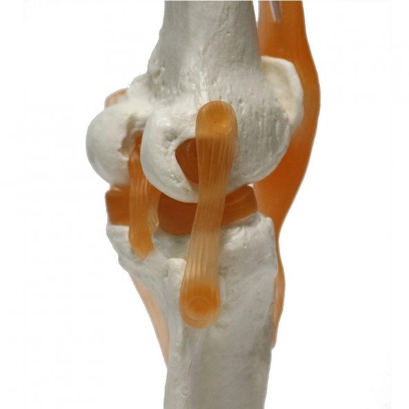 Omurga Diz Maketi Model 27 - 4