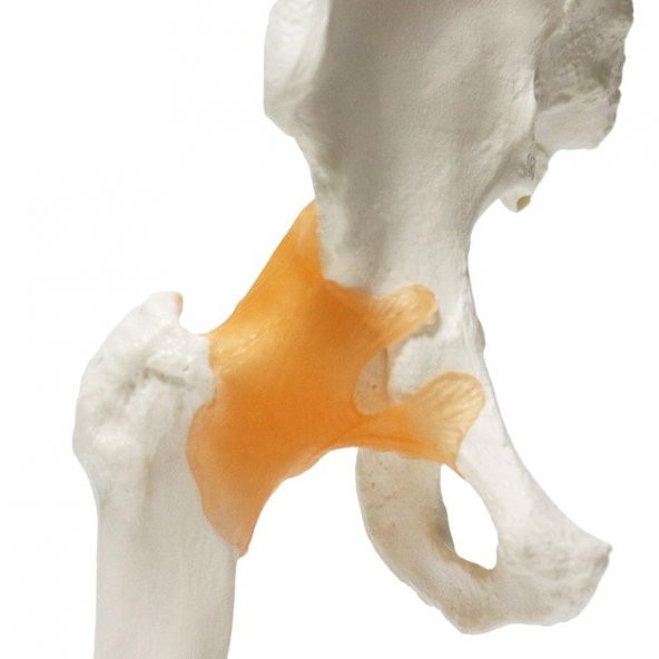 Omurga Kalça Maketi Model 28 - 2