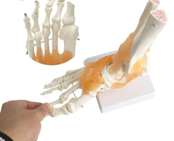 Omurga Ayak Maketi Model 29 - 2