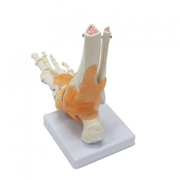 Omurga Ayak Maketi Model 29 - 3