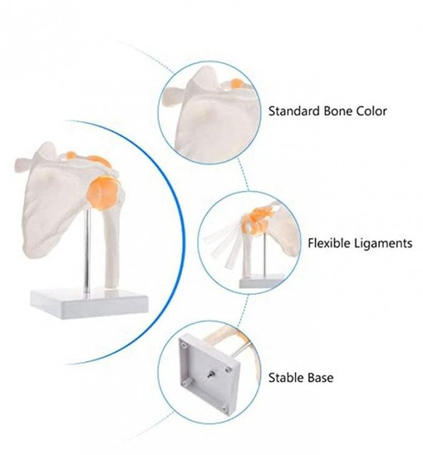 Omurga Omuz Maketi Model 30 - 2