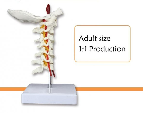 Omurga Boyun Maketi Model 21 - 2