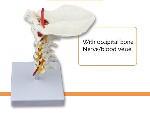 Omurga Boyun Maketi Model 21 - 3